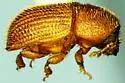 Phloeotribus frontalis - photo 2