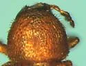 Phloeotribus frontalis - photo 3