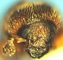 Phloeotribus frontalis - photo 4