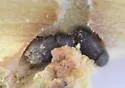 Phloeotribus frontalis - photo 5