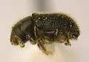 Peach Bark Beetle