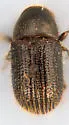 Peach Bark Beetle - photo 2
