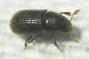 Peach Bark Beetle - photo 3