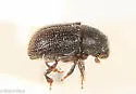 Peach Bark Beetle - photo 4