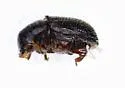 Peach Bark Beetle - photo 5