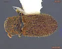 Phloeotribus piceae