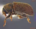 Phloeotribus piceae - photo 2