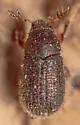 Phloeotribus pruni