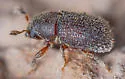 Phloeotribus pruni - photo 2