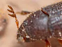 Phloeotribus pruni - photo 3