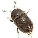 Phloeotribus pseudoscabricollis - photo 3