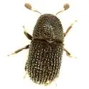 Phloeotribus texanus - Phloeotribus texanus