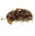 Phloeotribus texanus - photo 2