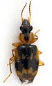 Phloeoxena signata