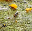 Phloeoxena signata - photo 2