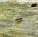 Phloeoxena signata - photo 3