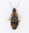 Phloeoxena signata - photo 4