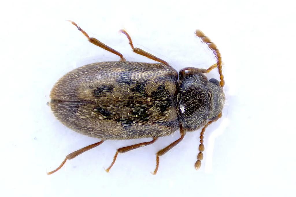 Phloiophilidae - photo 2