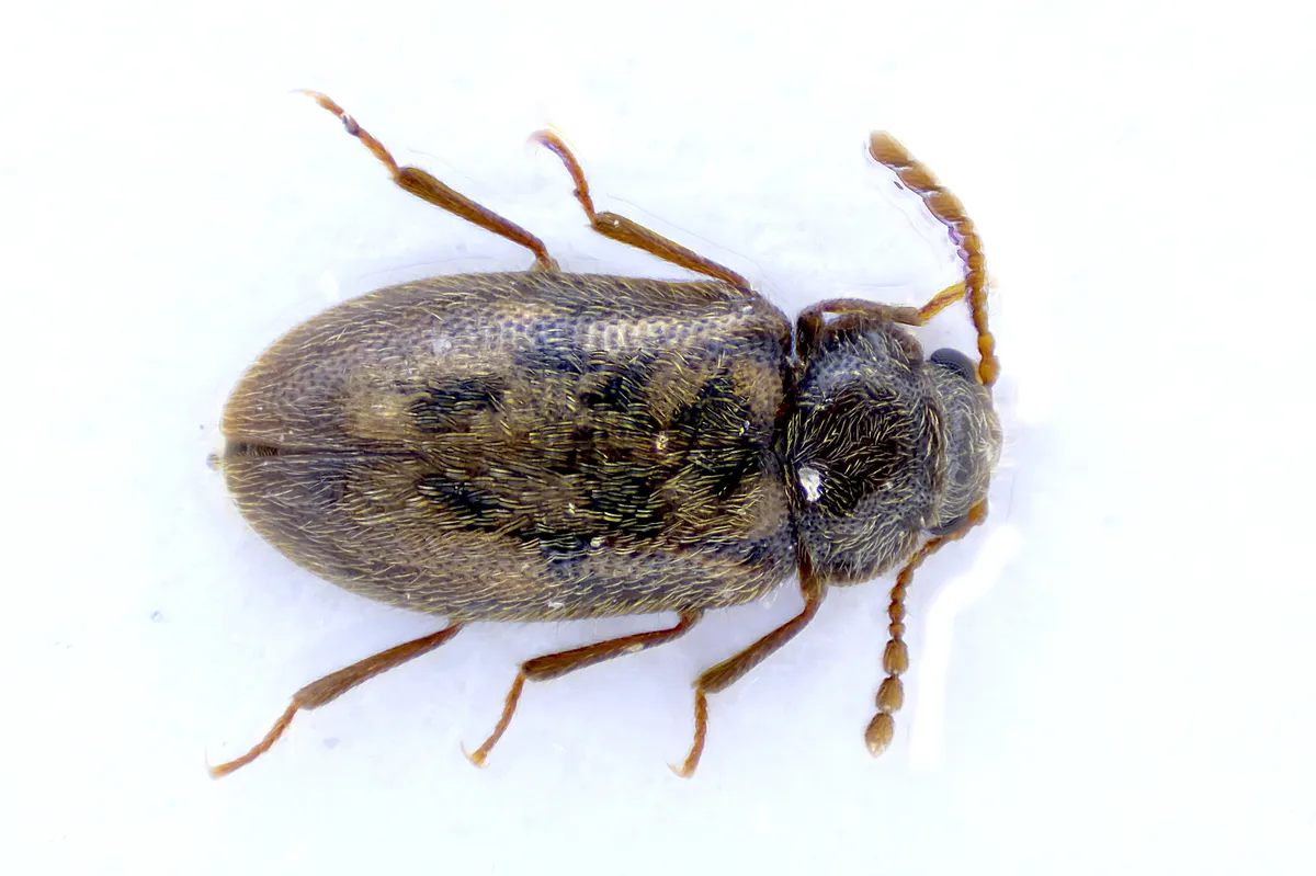 Phloiophilidae - photo 3