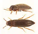 Phloiotrya concolor