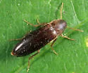 Phloiotrya fusca