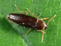 Phloiotrya fusca - photo 2