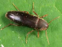 Phloiotrya fusca - photo 3