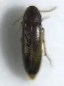 Phloiotrya fusca - photo 4