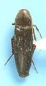 Phloiotrya fusca - photo 5