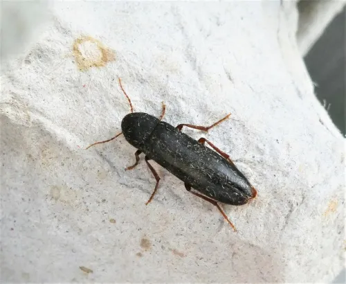 Phloiotrya vaudoueri