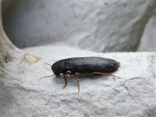 Phloiotrya vaudoueri - photo 2