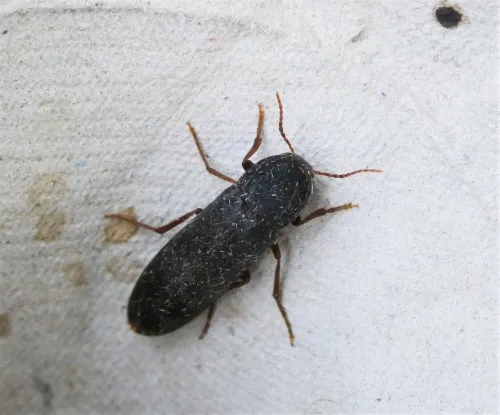 Phloiotrya vaudoueri - photo 3
