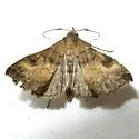 Phlyctaina irrigualis - Hodges#8392 - photo 3