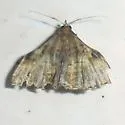 Phlyctaina irrigualis - Hodges#8392 - photo 4
