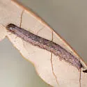 Uncommon Oak Moth - Hodges#8591.1
