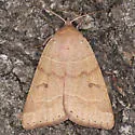 Uncommon Oak Moth - Hodges#8591.1 - photo 3