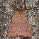 Uncommon Oak Moth - Hodges#8591.1 - photo 4