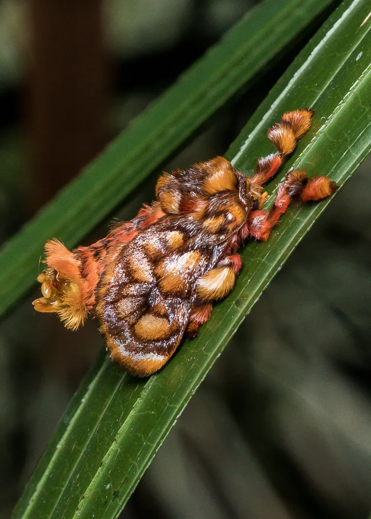 Monkey Slug Moth - photo 2