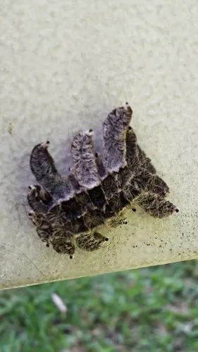 Monkey Slug Moth - photo 5