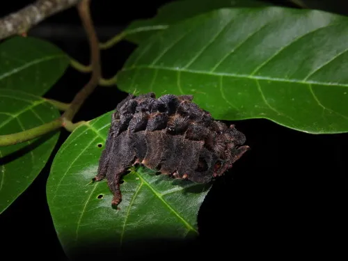 Monkey Slug Moth - photo 6
