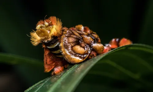 Monkey Slug Moth - photo 7