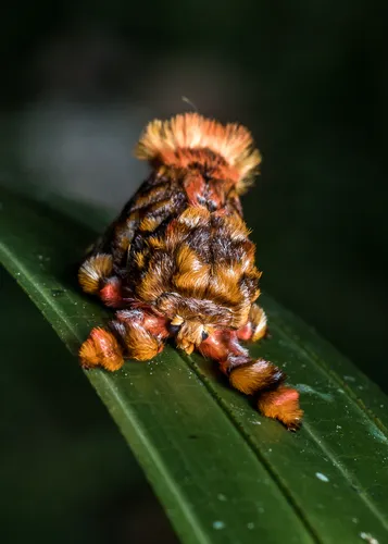 Monkey Slug Moth - photo 8