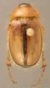 Phobetus comatus