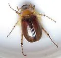 Phobetus comatus - photo 2