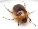 Phobetus comatus - photo 3