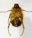 Phobetus comatus - photo 4