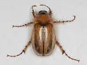 Phobetus comatus - photo 5