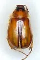 Phobetus humeralis