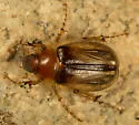 Phobetus humeralis - photo 2