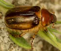 Phobetus humeralis - photo 3